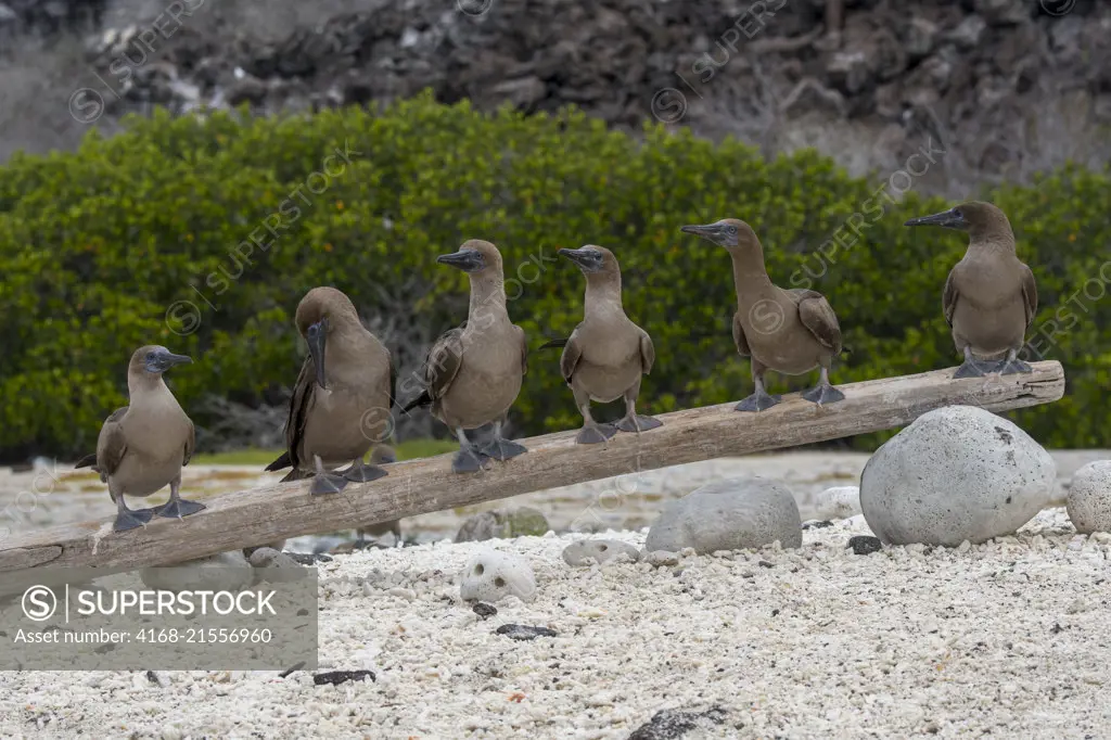 A group of juvenile Red-footed booby (Sula sula) perched on a log on a beach on Genovesa Island (Tower Island) in the Galapagos Islands, Ecuador.