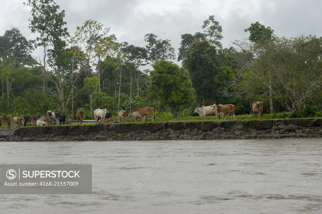 Cattle grazing along the Rio Napo near Coca, Ecuador.