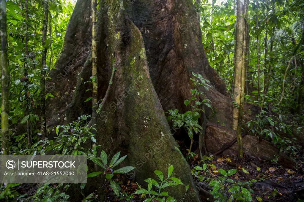 The buttress roots of a tree in the rain forest at La Selva Lodge near Coca, Ecuador.