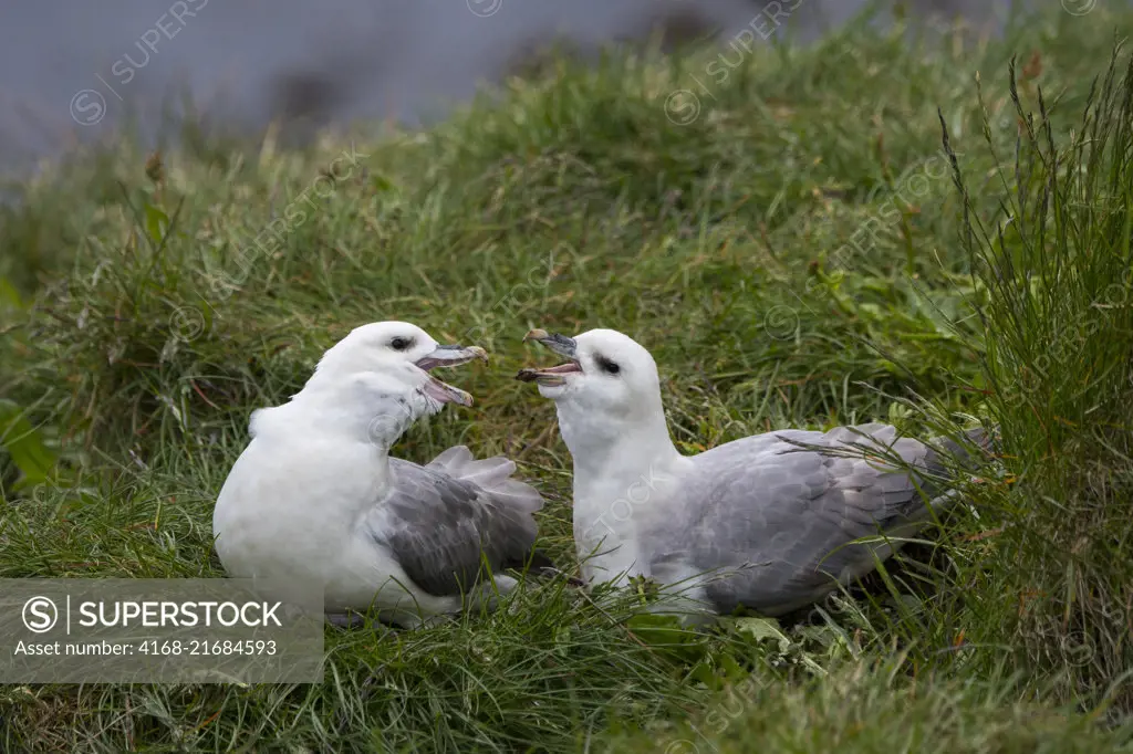 A Northern fulmar (Fulmarus glacialis) pair is pair bonding at the seabird colony near Borgarfjordur in eastern Iceland.