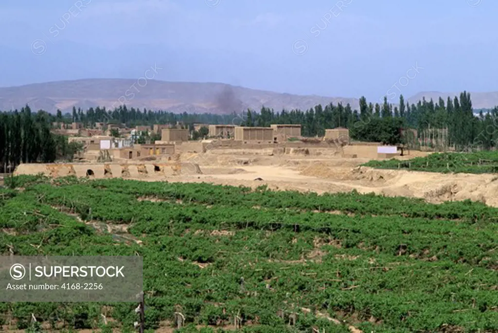 China, Xinjiang Province, Turfan, Vineyard With Grape Drying Buildings In Background