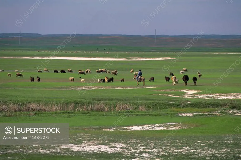 Kazakhstan, Near Lugovoy, Steppe Grassland, Sheep