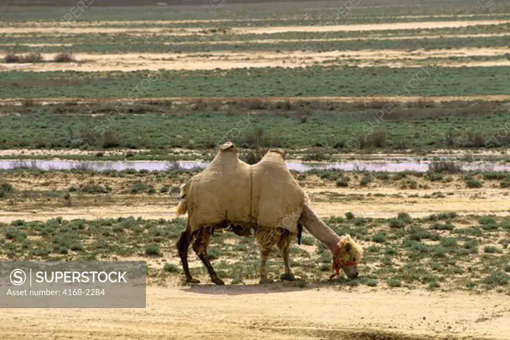 Kazakhstan (Nw), Near Beyneu, Bactrian Camel