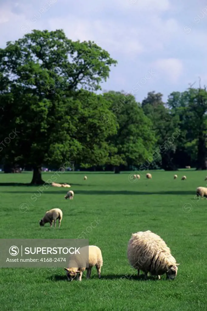 England, Near Oxford, Blenheim Castle, Park Grounds With Sheep