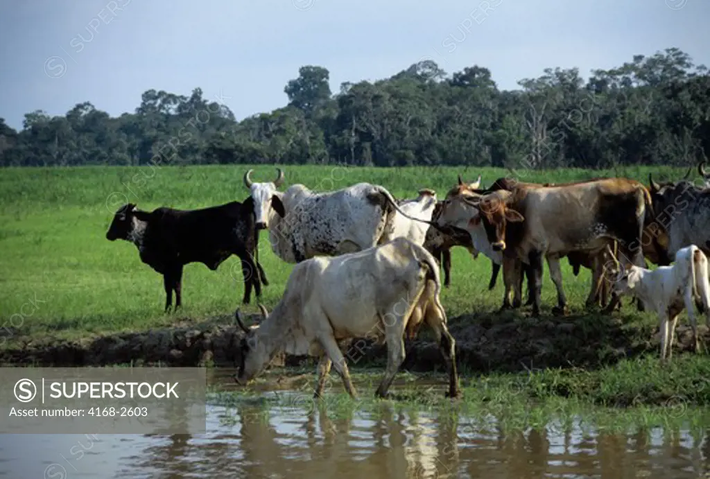 Brazil, Amazon River, Grazing Cattle
