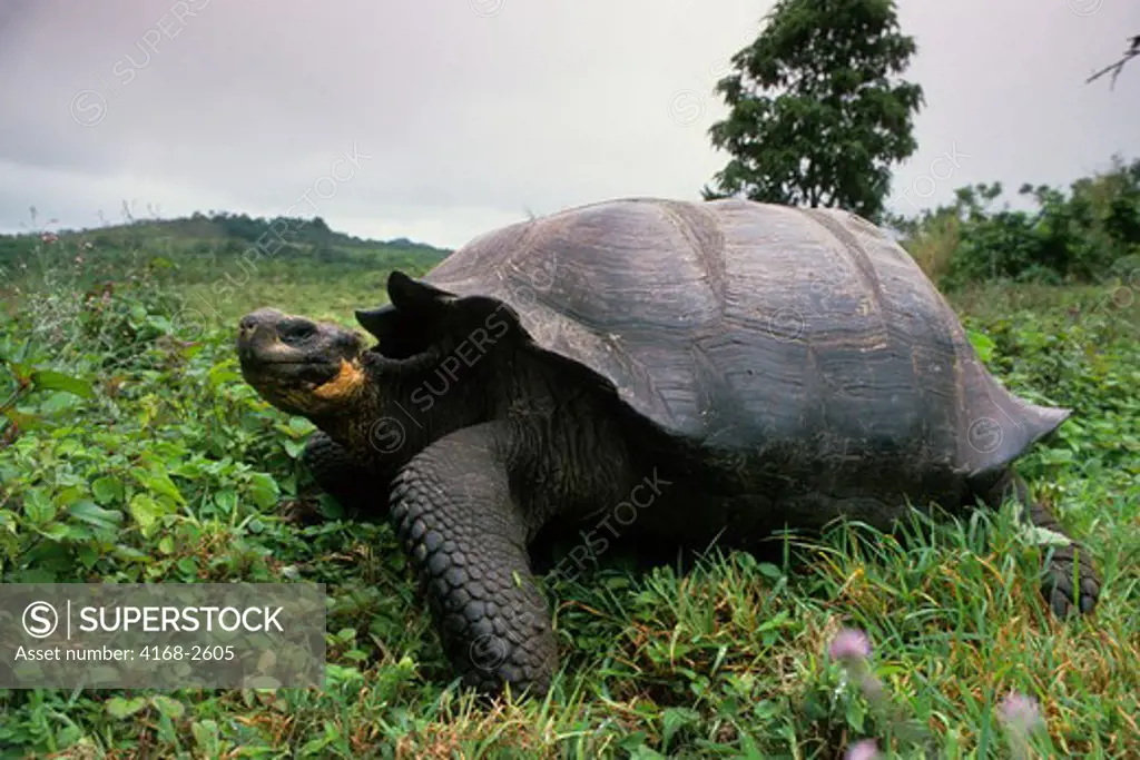 Ecuador, Galapagos Islands Santa Cruz,Highlands,Galapagos Tortoise (Geochelone Elephantopus)