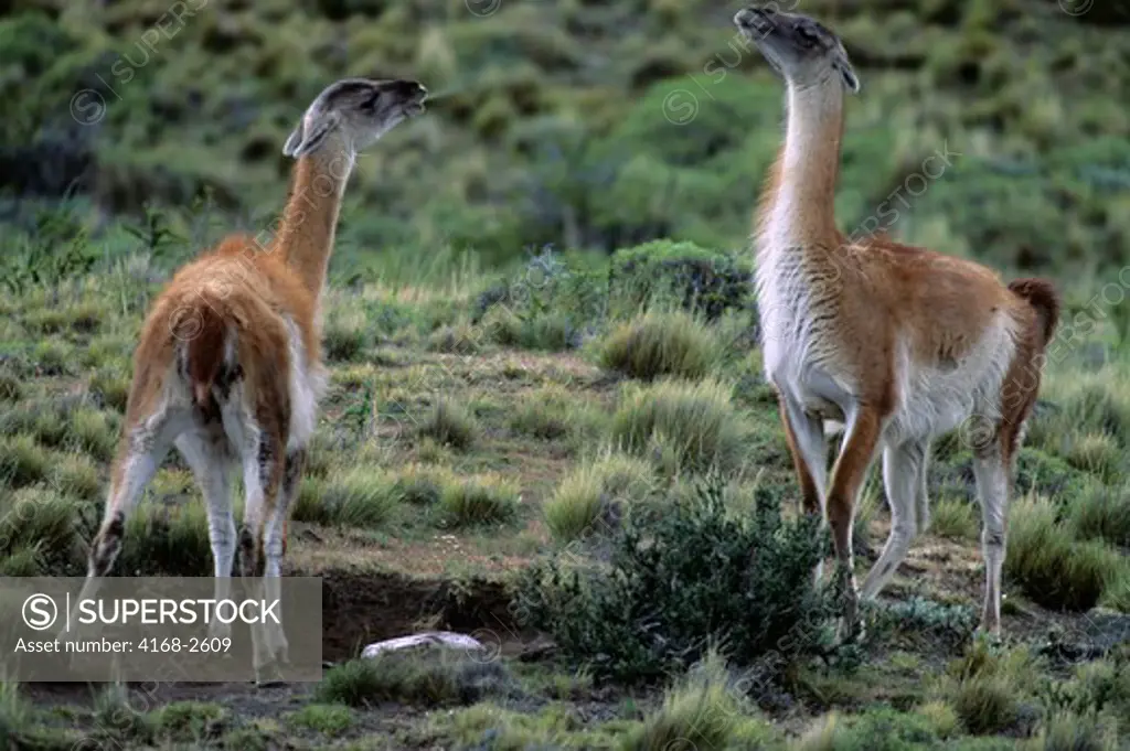 Chile, Torres Del Paine Nat'L Park, Guanacos, Mother Spitting To Ward Off Family Group