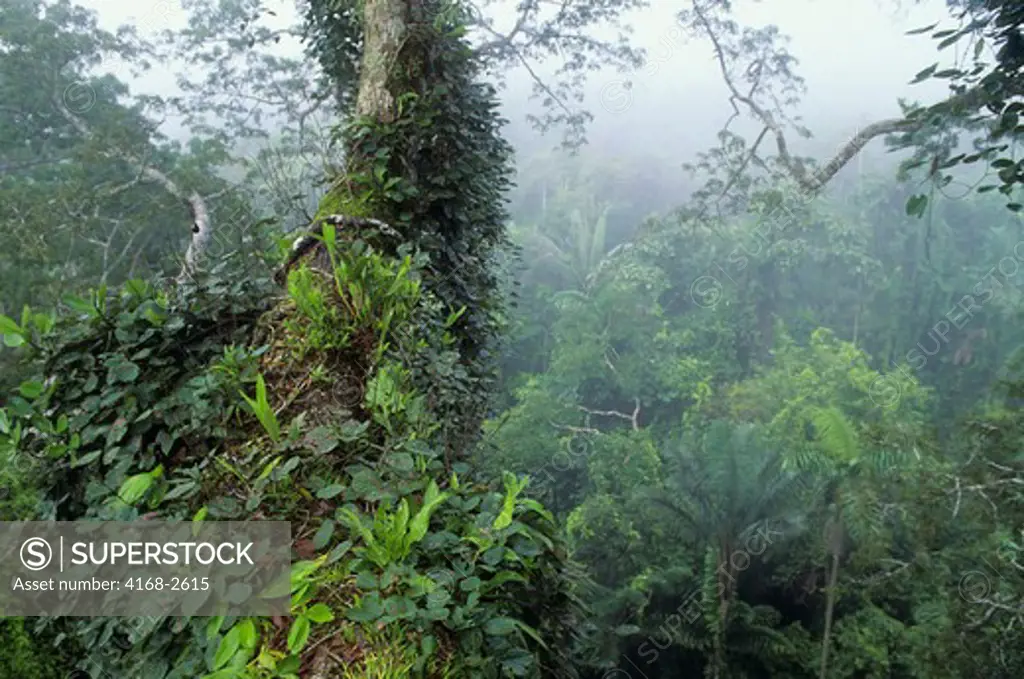 Ecuador, Amazon Basin, Near Coca, Rain Forest, Upper Canopy, Mist Rising After Rain, Epiphytes