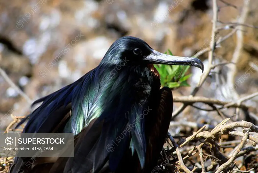 Ecuador, Galapagos Island, Tower (Genovesa) Island, Male Frigate Bird On Nest