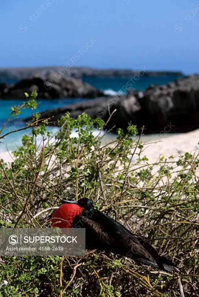 Ecuador, Galapagos Island, Tower (Genovesa) Island, Frigate Bird, Male With Inflated Throat Pouch