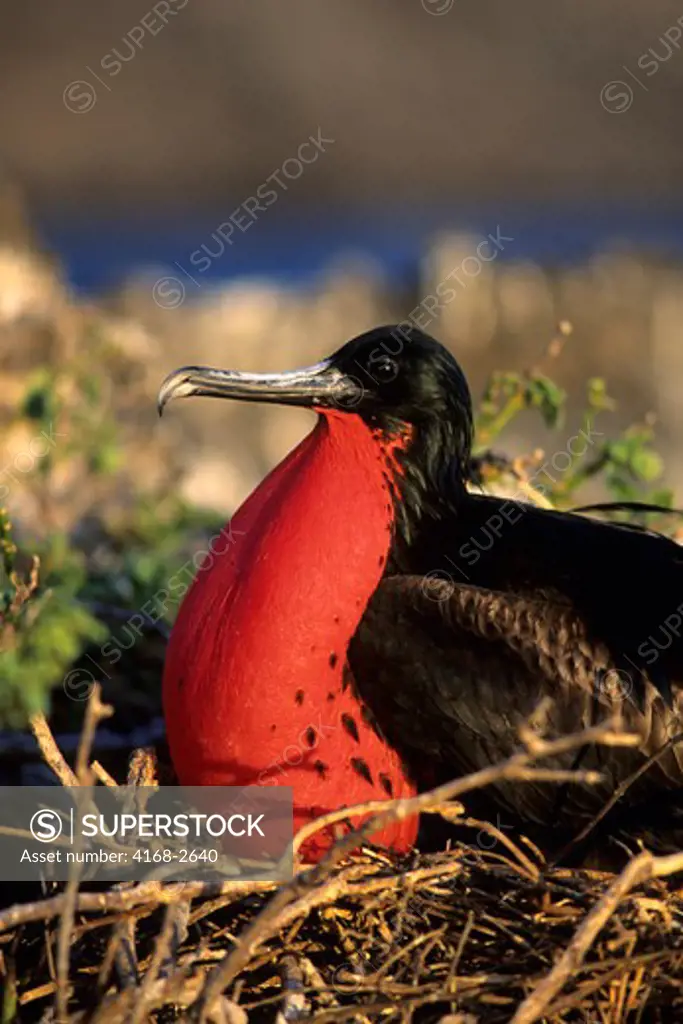 Ecuador, Galapagos Island, Tower (Genovesa) Island, Frigate Bird, Male With Inflated Throat Pouch
