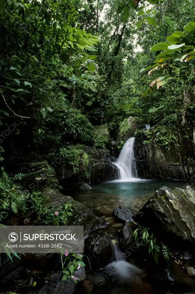 Puerto Rico, El Yunque Rain Forest, Waterfall, Impatiens