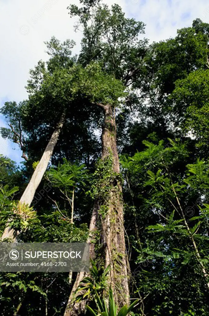 Dominica, Rainforest, Huge Trees