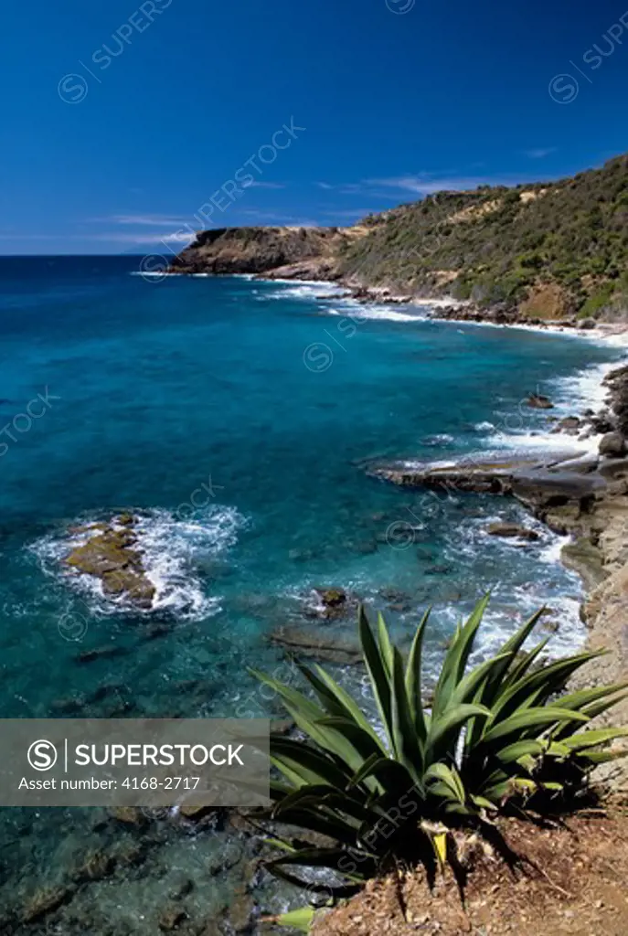 Antigua, Coastline With Century Plant In Foreground