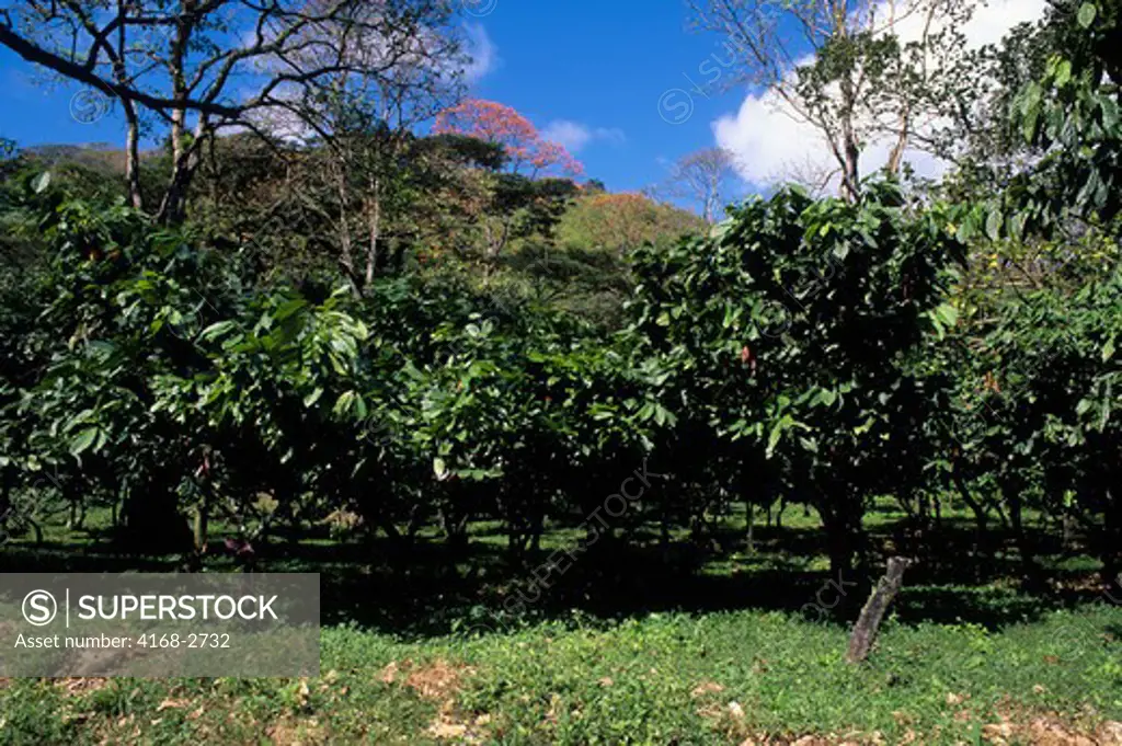 Tobago, Cocoa Plantation