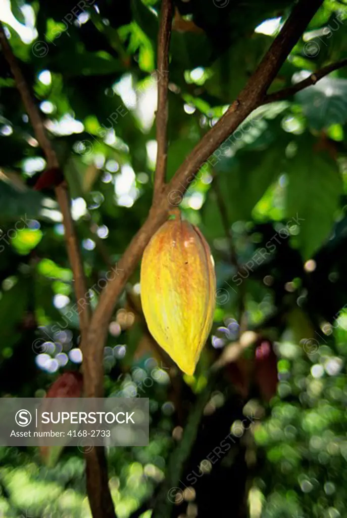 Tobago, Cocoa Plantation, Cocoa Seed Pod