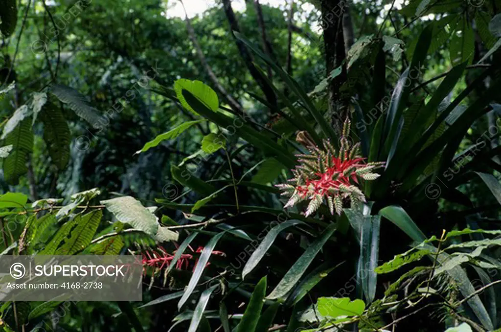 Tobago, Tobago Reserve, Rain Forest, Bromeliad