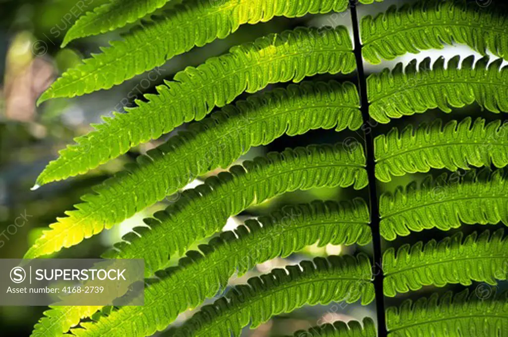Tobago, Tobago Reserve, Rain Forest, Close-Up Of Fern Leaf