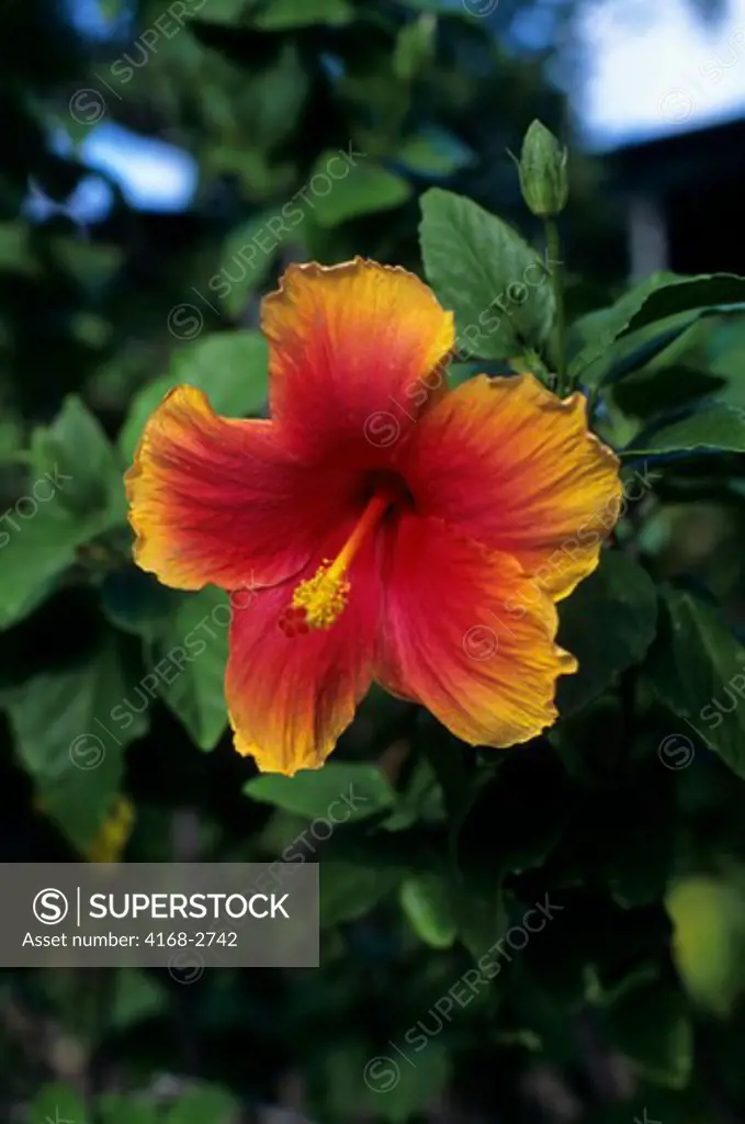 Tobago, Speyside, Hibiscus