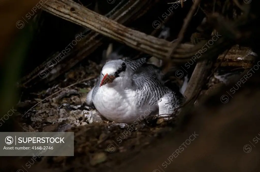 Tobago, Little Tobago Island, Red-Billed Tropic Bird On Nest