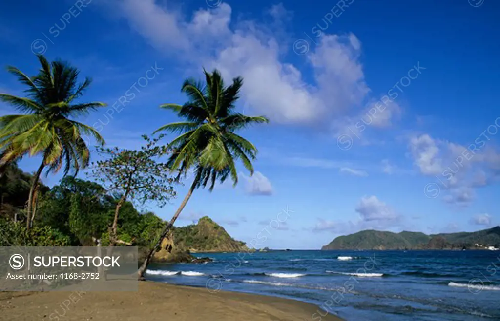 Tobago, Speyside, Beach, Coconut Palm Trees