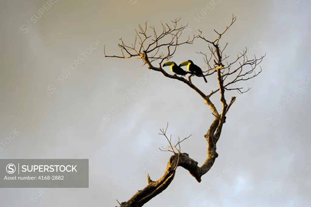 Coasta Rica, Rincon De La Vieja, Keel-Billed Toucans (Ramphastos Sulfuratus) Perched In Tree