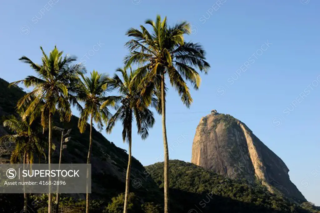 Brazil, Rio De Janeiro, Vermelha Beach, View Of Sugarloaf Mountain, Coconut Palm Trees