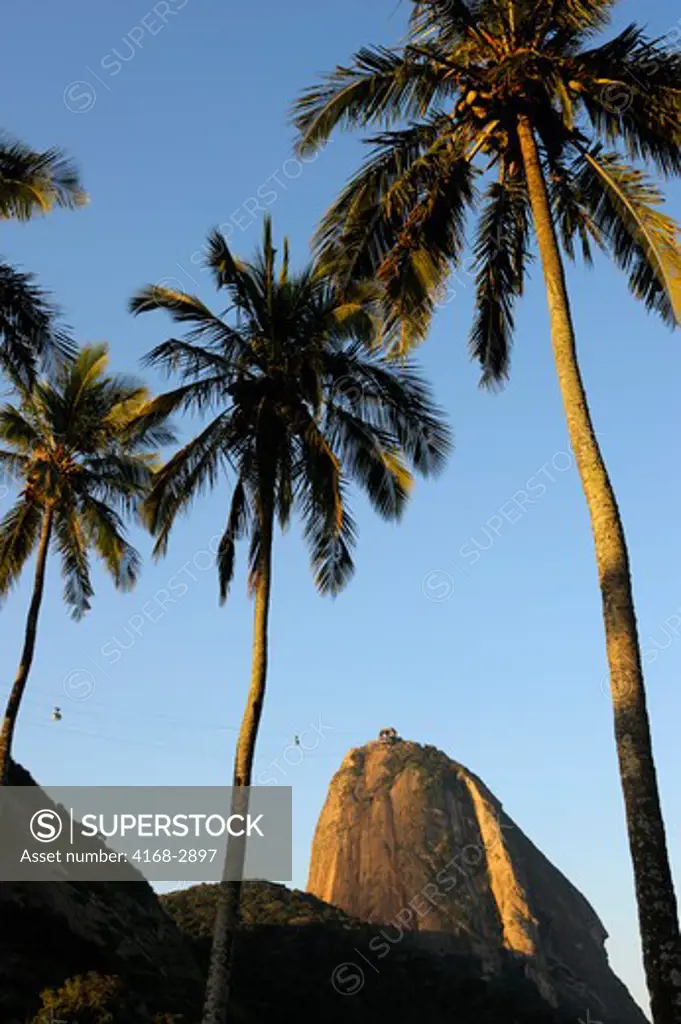 Brazil, Rio De Janeiro, Vermelha Beach, View Of Sugarloaf Mountain, Coconut Palm Trees