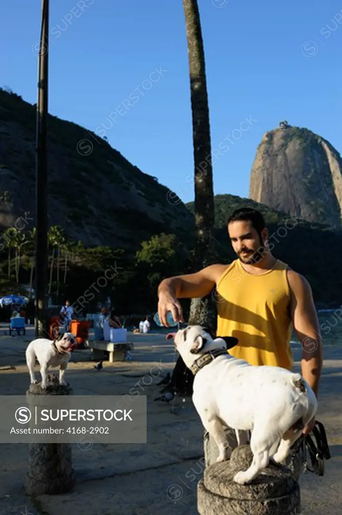 Brazil, Rio De Janeiro, Vermelha Beach, Man Giving Water To Dogs Sitting On Post, Sugarloaf Mountain In Background