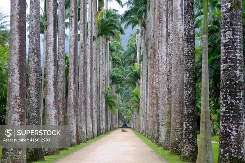Brazil, Rio De Janeiro, Botanical Garden, Royal Palm Trees