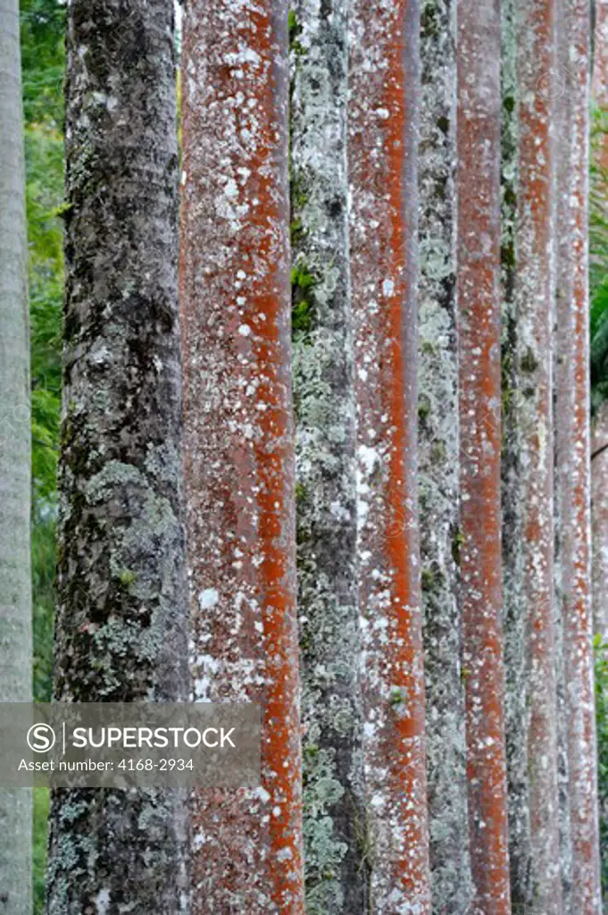 Brazil, Rio De Janeiro, Botanical Garden, Royal Palm Trees, Close-Up Of Trunks Covered With Lichens