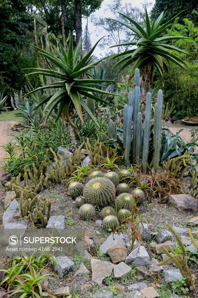 Brazil, Rio De Janeiro, Botanical Garden, Cacti Collection