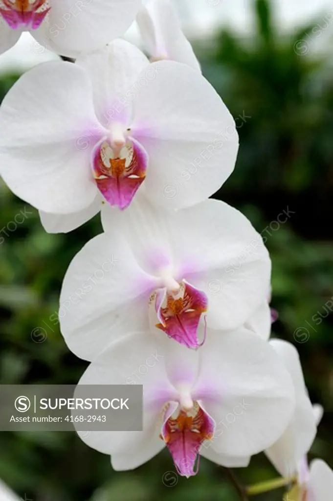 Brazil, Rio De Janeiro, Botanical Garden, Orchid House, Close-Up Of Orchids