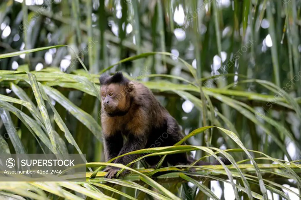 Brazil, Rio De Janeiro, Botanical Garden, Brown Capuchin (Or Tufted Capuchin) Monkey Cebus Apella