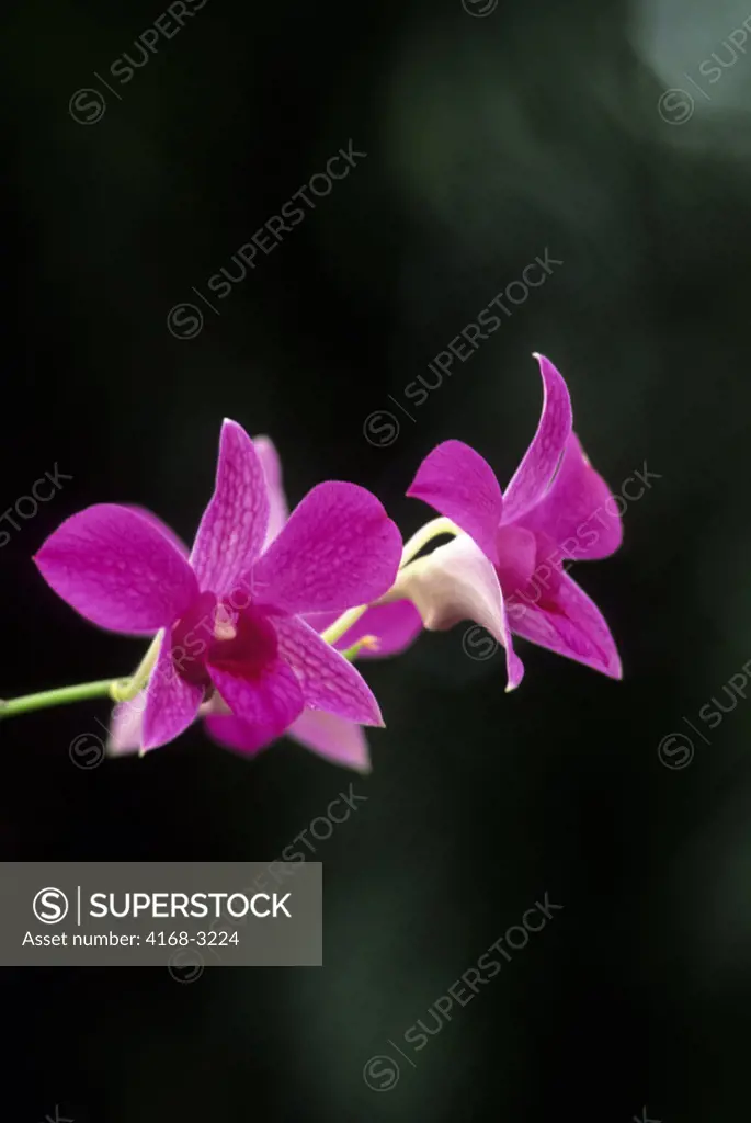 Dendrobium, Orchid, Flower