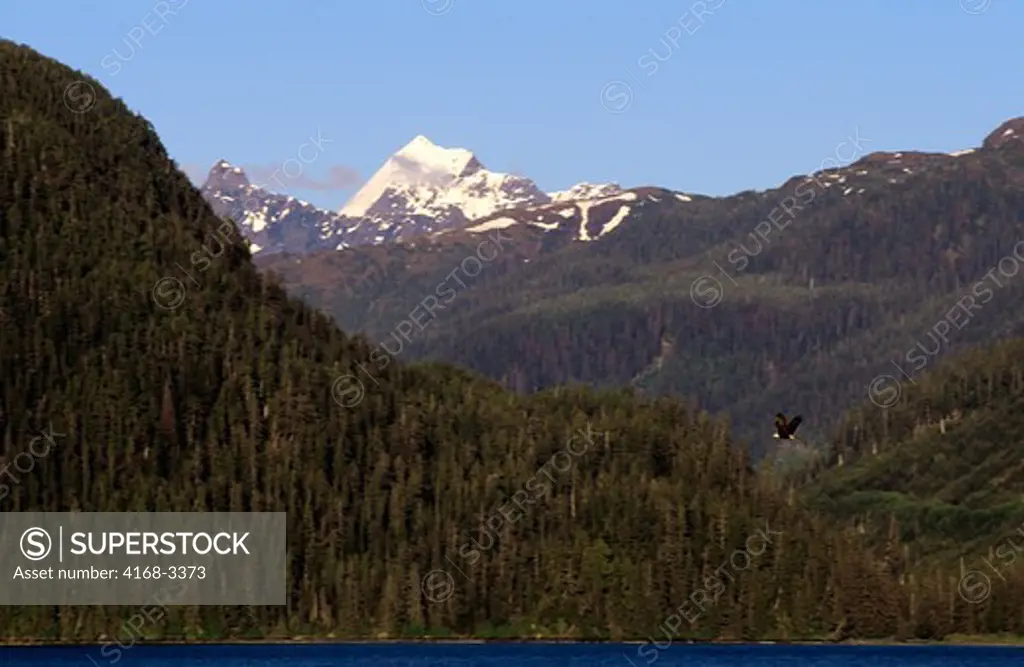 Usa, Alaska, Inside Passage, Sitka, View Of Mt. Annahootz, Bald Eagle