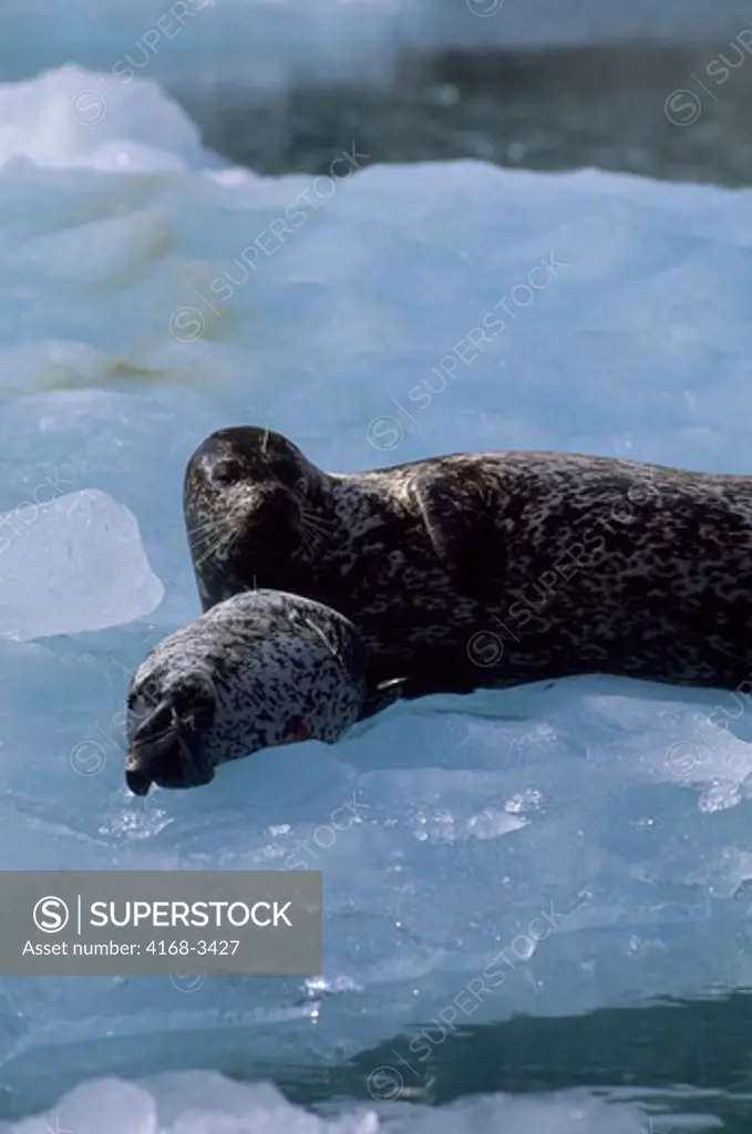Usa, Alaska, Near Juneau, Tracy Arm, Harbor Seal With Newly Born Pup On Ice