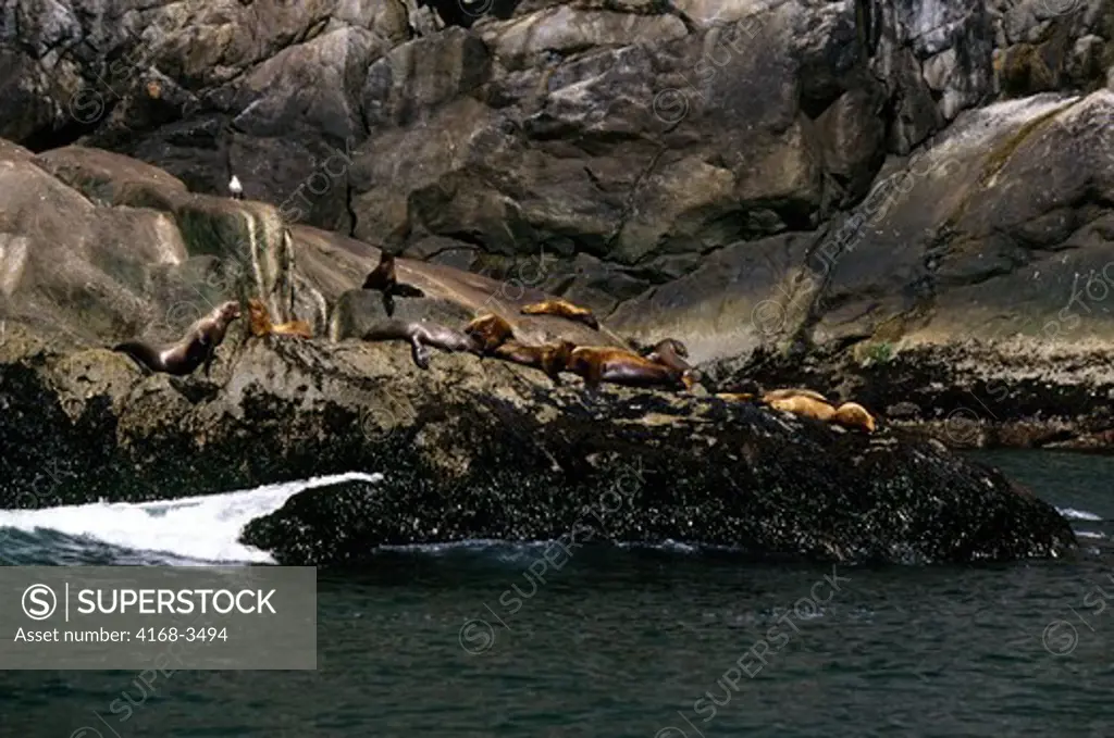 Usa, Alaska, Near Seward, Kenai Fjords National Park, Steller Sea Lions