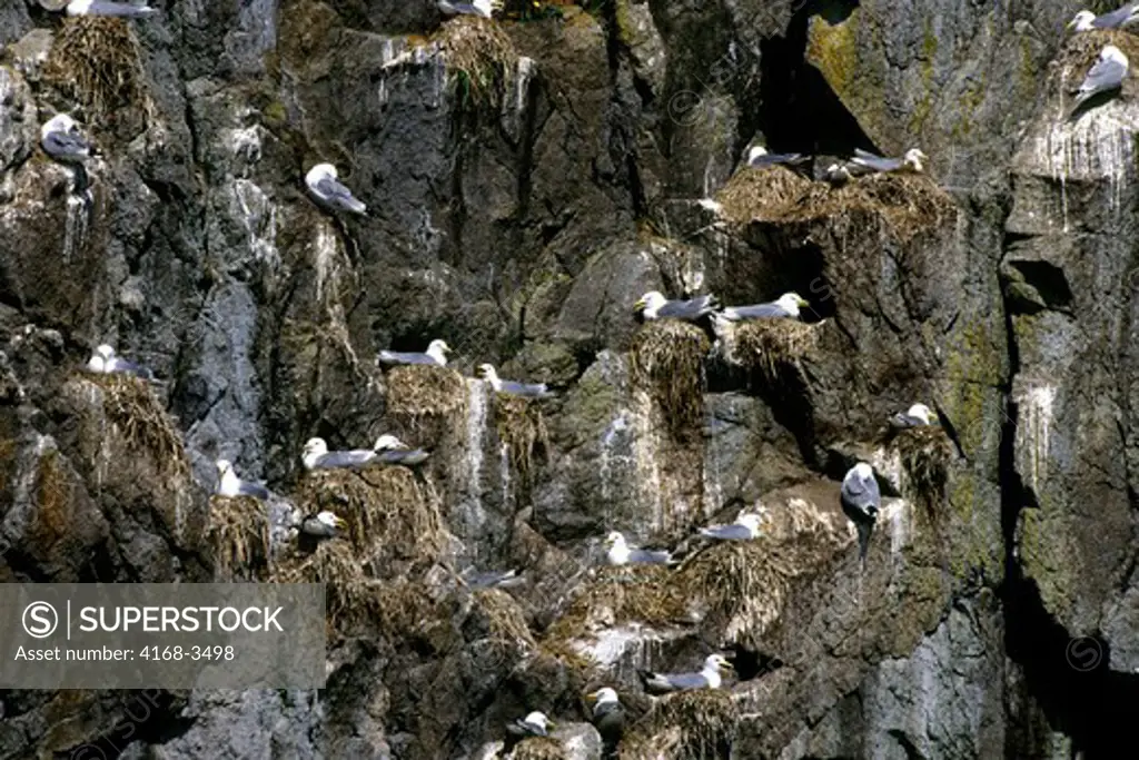 Usa, Alaska, Near Seward, Kenai Fjords Np, Chiswell Island, Black-Legged Kittiwakes Nesting