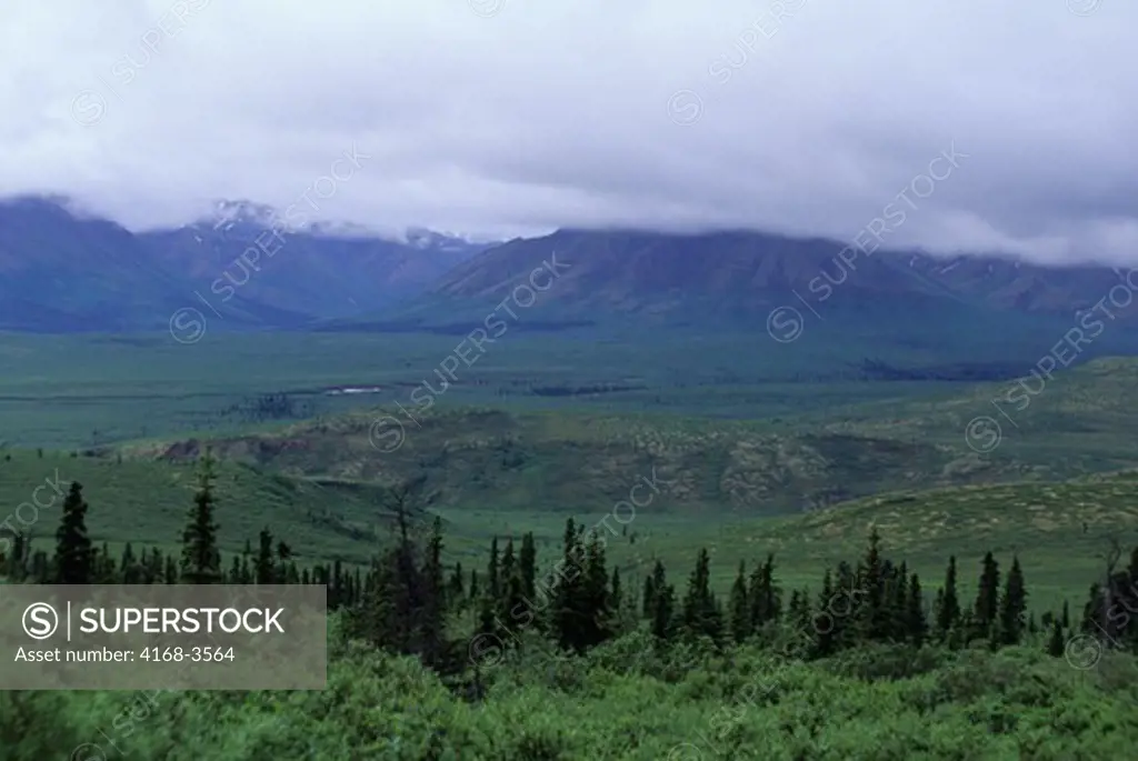 Usa, Alaska, Denali National Park, Taiga