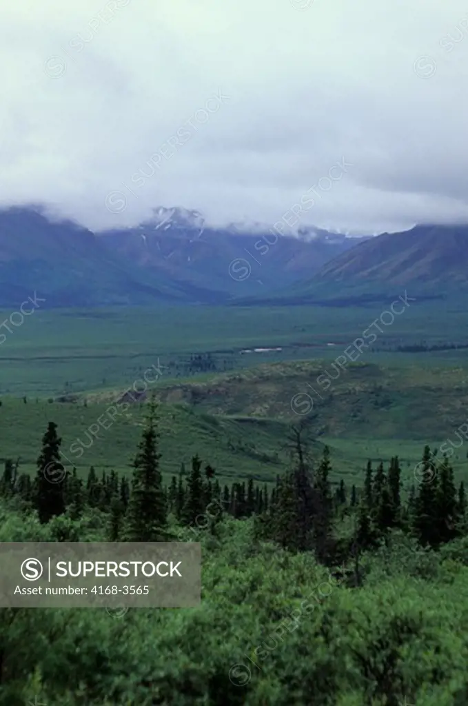 Usa, Alaska, Denali National Park, Taiga