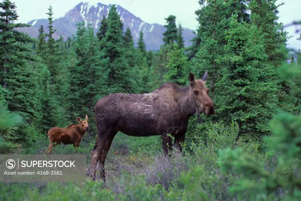 Usa, Alaska, Denali National Park, Near Teklanika River, Moose With Calf