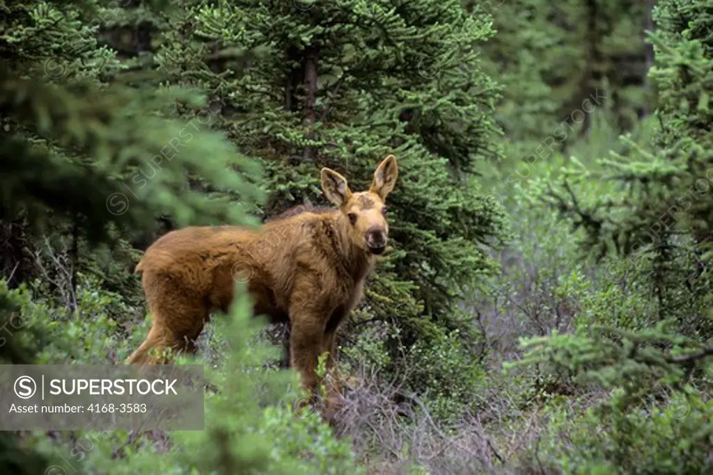 Usa, Alaska, Denali National Park, Near Teklanika River, Moose Calf