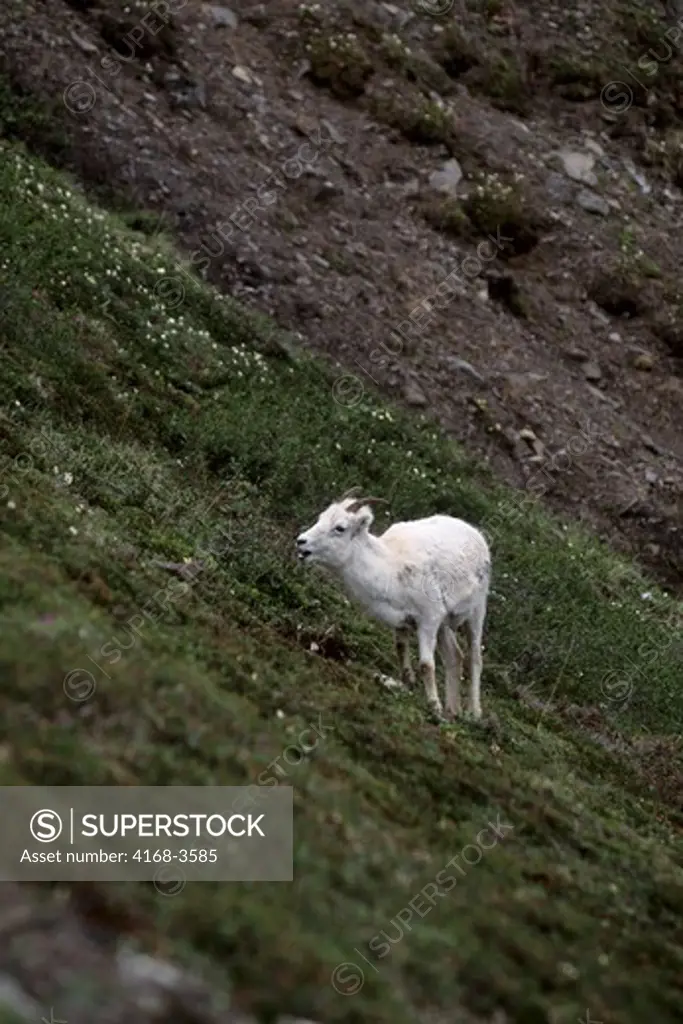 Usa, Alaska, Denali National Park, Cathedral Mountain, Dall Sheep, Female