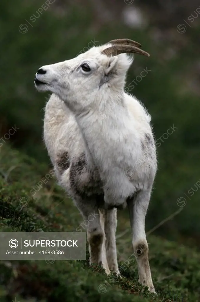 Usa, Alaska, Denali National Park, Cathedral Mountain, Dall Sheep, Female