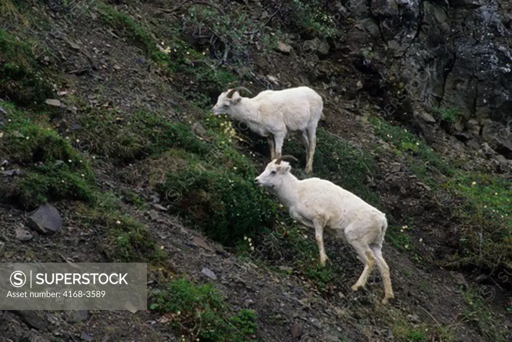 Usa, Alaska, Denali National Park, Cathedral Mountain, Dall Sheep, Females Feeding