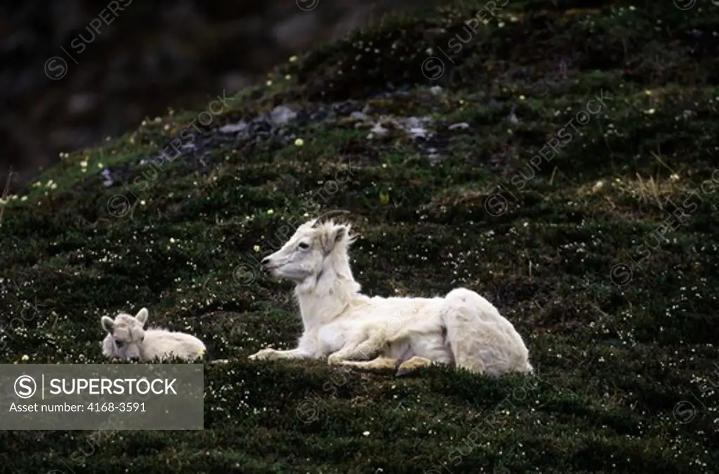 Usa, Alaska, Denali National Park, Cathedral Mountain, Dall Sheep, Female With Lamb