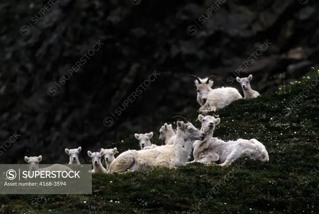 Usa, Alaska, Denali National Park, Cathedral Mountain, Dall Sheep Herd, Females With Lambs