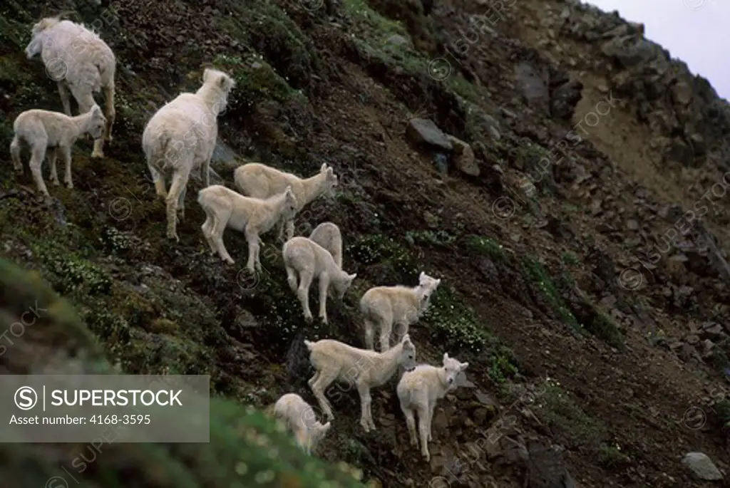 Usa, Alaska, Denali National Park, Cathedral Mountain, Dall Sheep Herd, Females With Lambs