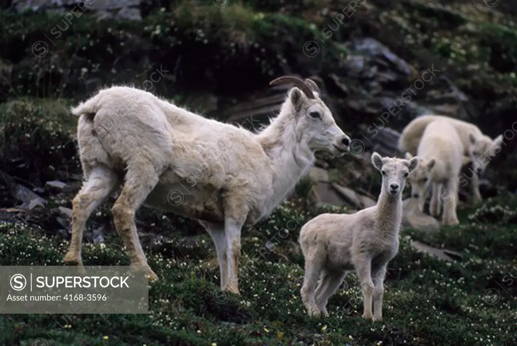 Usa, Alaska, Denali National Park, Cathedral Mountain, Dall Sheep Herd, Female With Lamb